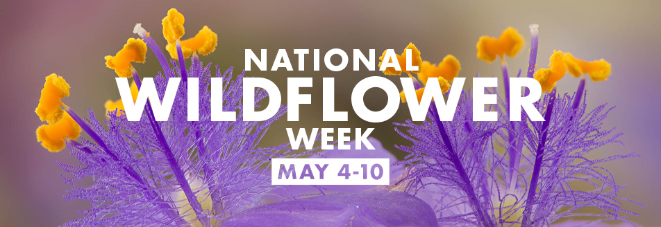 NationalWildflowerWeek2015