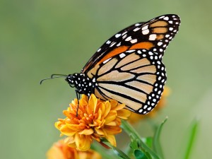 Monarch butterfly during autumn migration