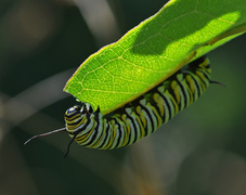 Monarch_Caterpillar